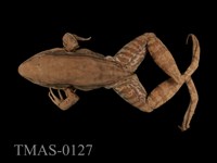 藏品(貢德氏蛙)的圖片